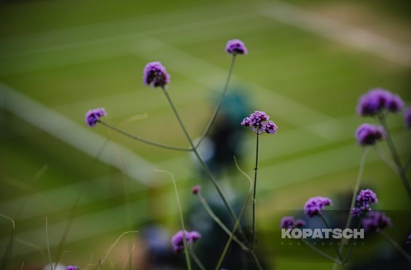 Feature — 2023 Wimbledon
