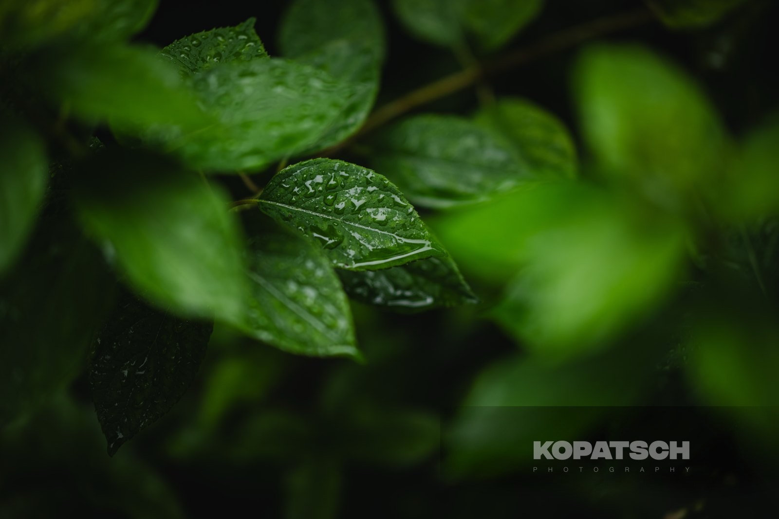 Rain Feature — 2023 Wimbledon
