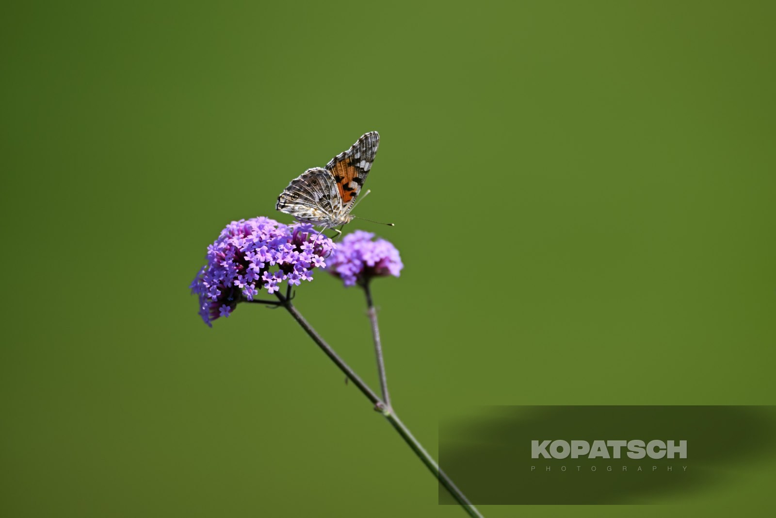 A butterfly — 2026 Wimbledon