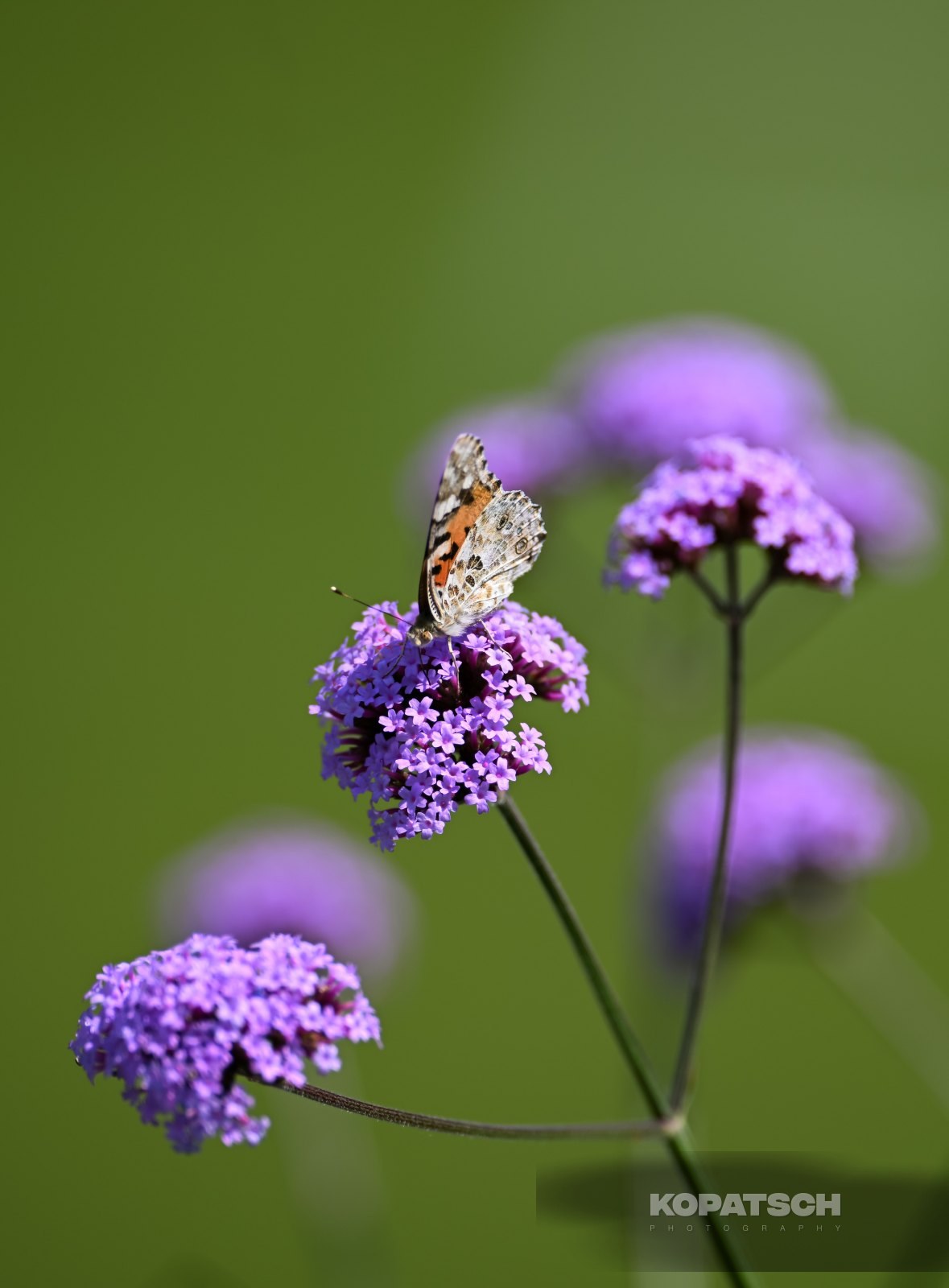 A butterfly — 2026 Wimbledon