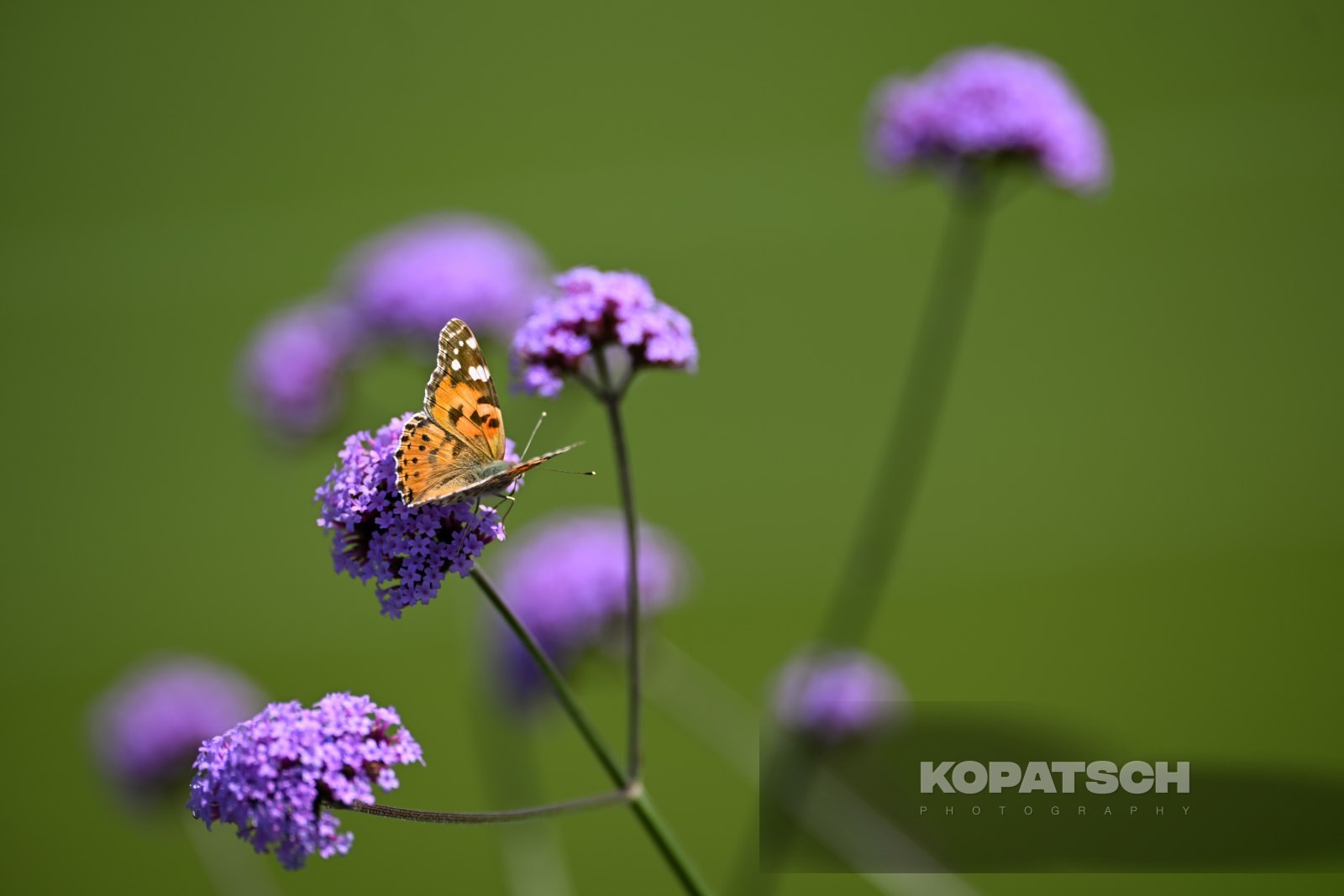 A butterfly — 2026 Wimbledon