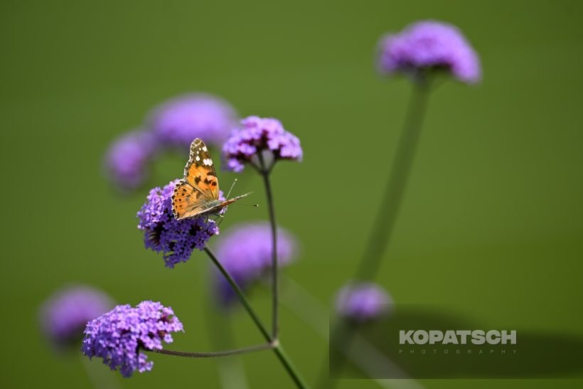 A butterfly — 2026 Wimbledon