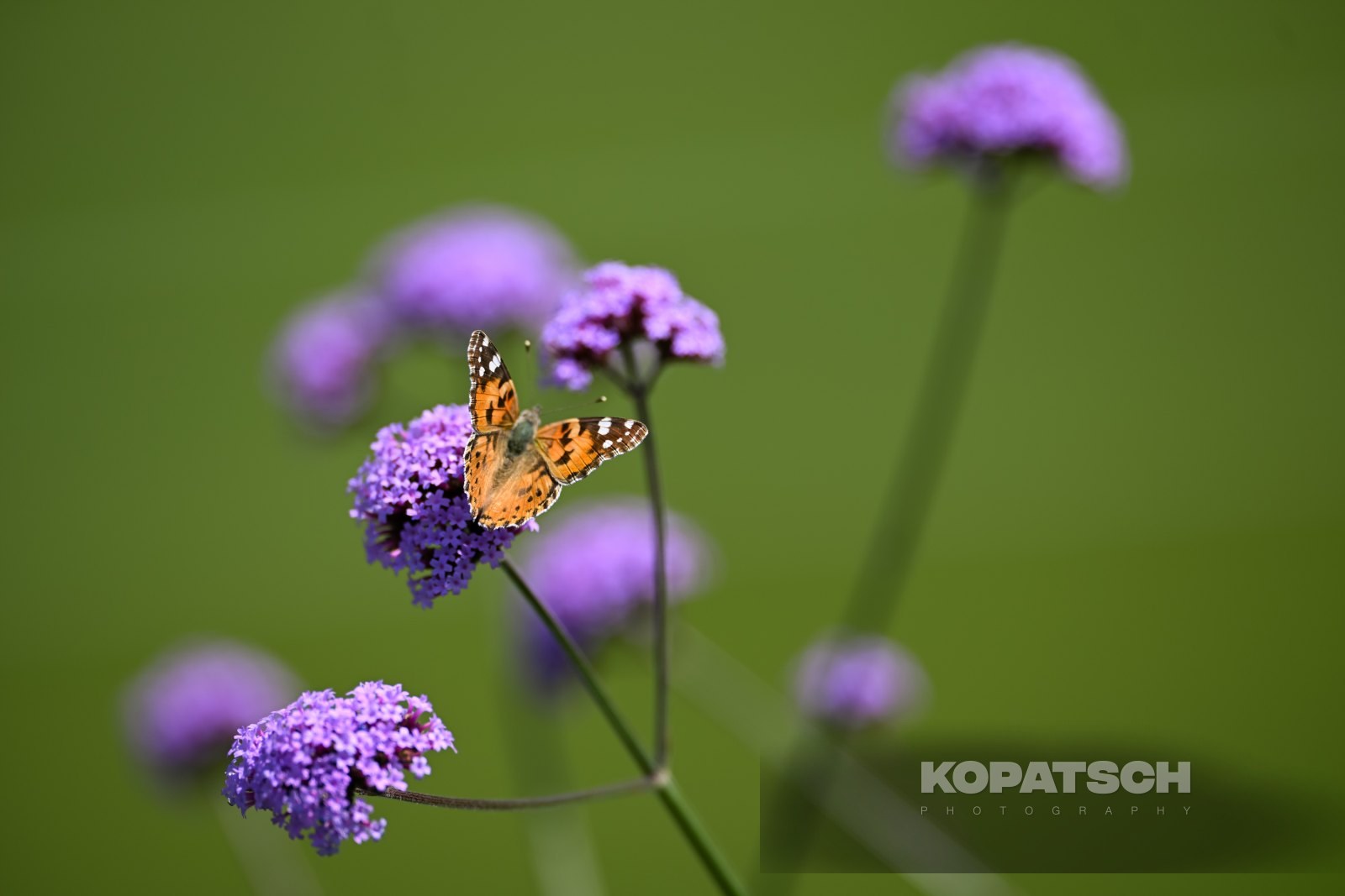 A butterfly — 2026 Wimbledon