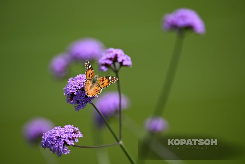A butterfly — 2026 Wimbledon