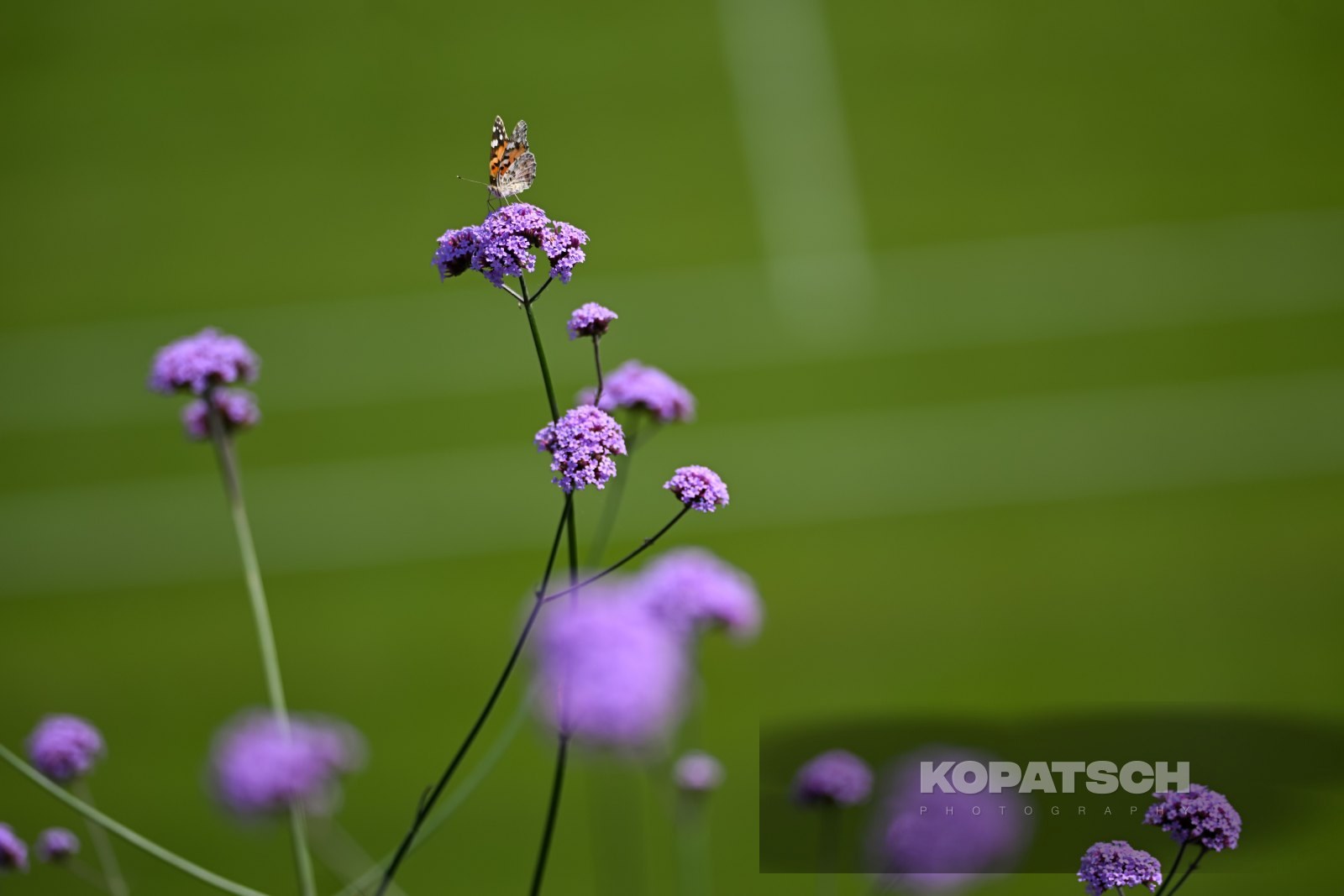 A butterfly — 2026 Wimbledon