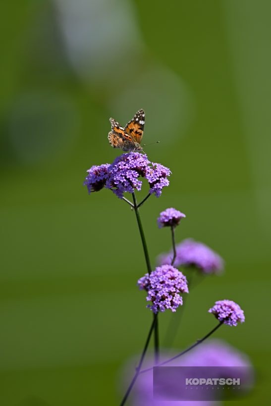A butterfly — 2026 Wimbledon