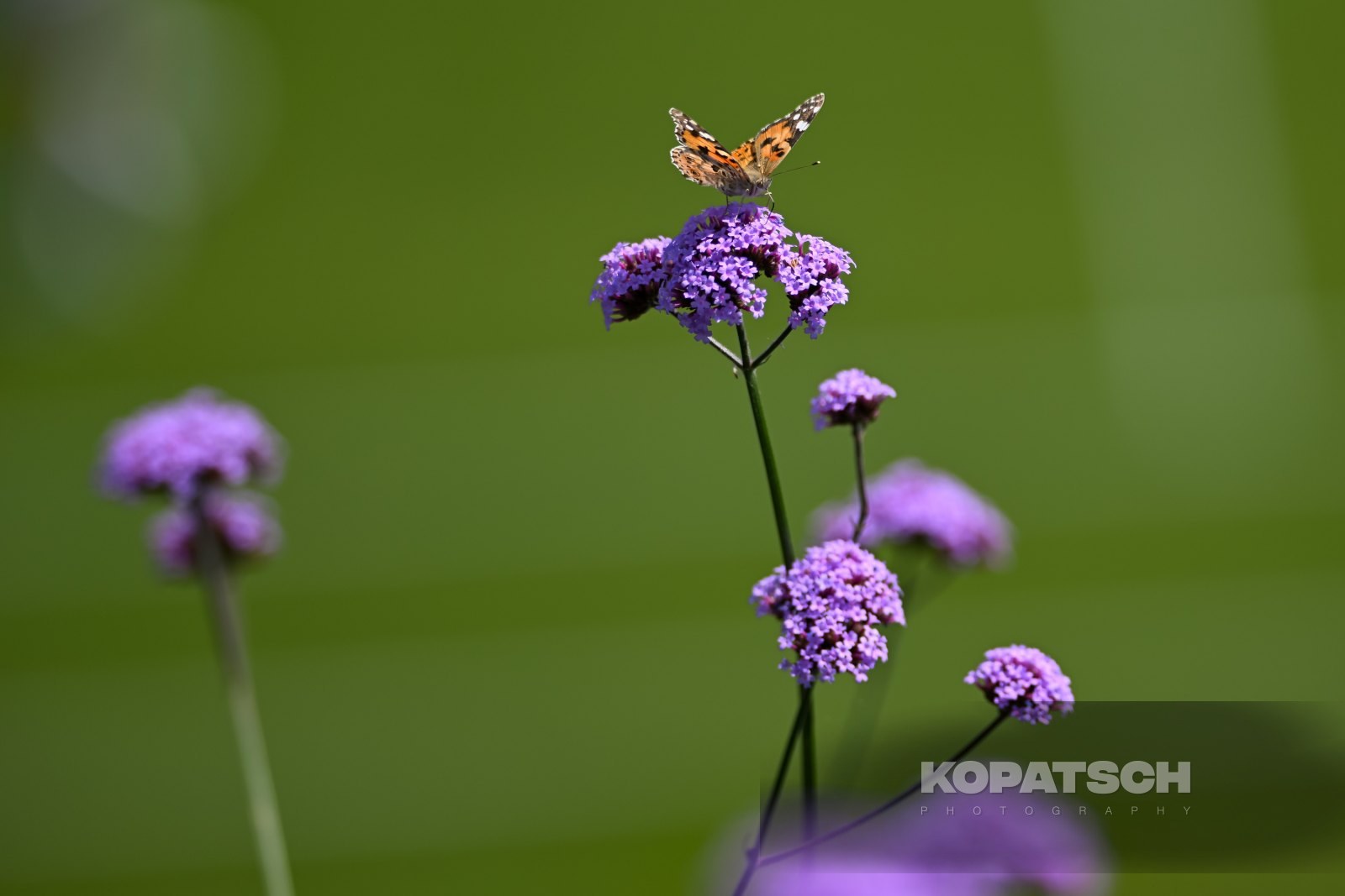 A butterfly — 2026 Wimbledon
