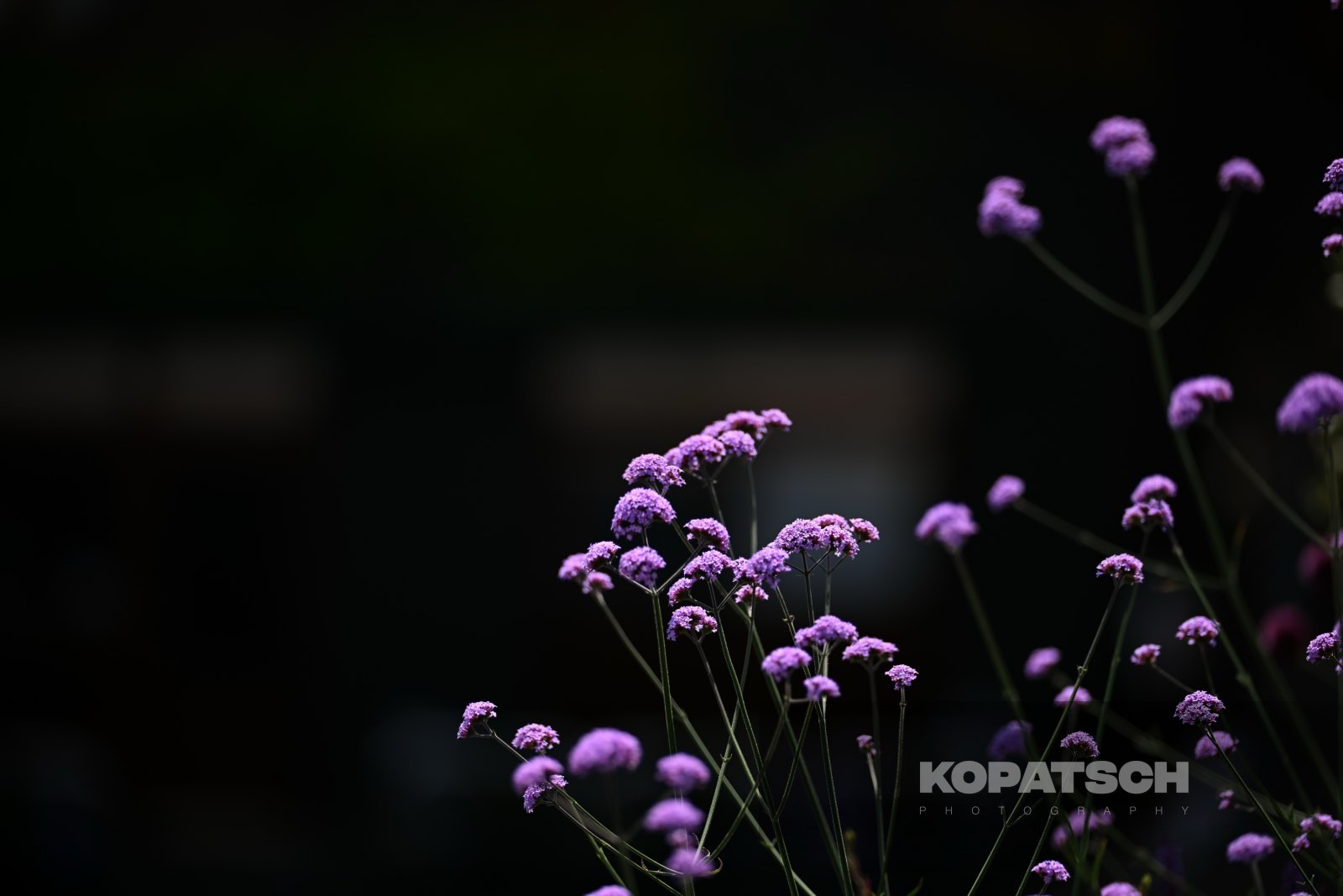 Flowers — 2026 Wimbledon