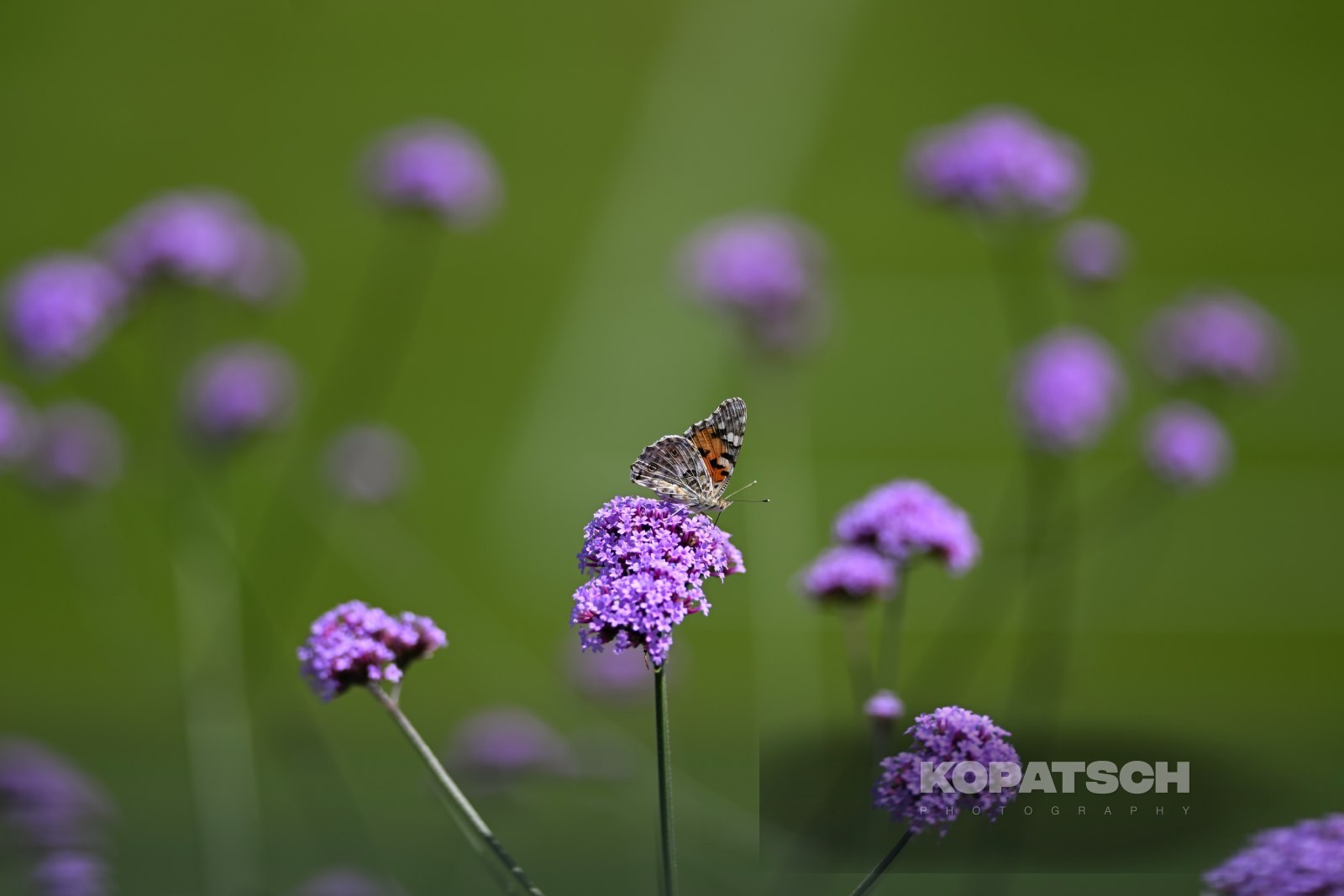 A butterfly — 2026 Wimbledon