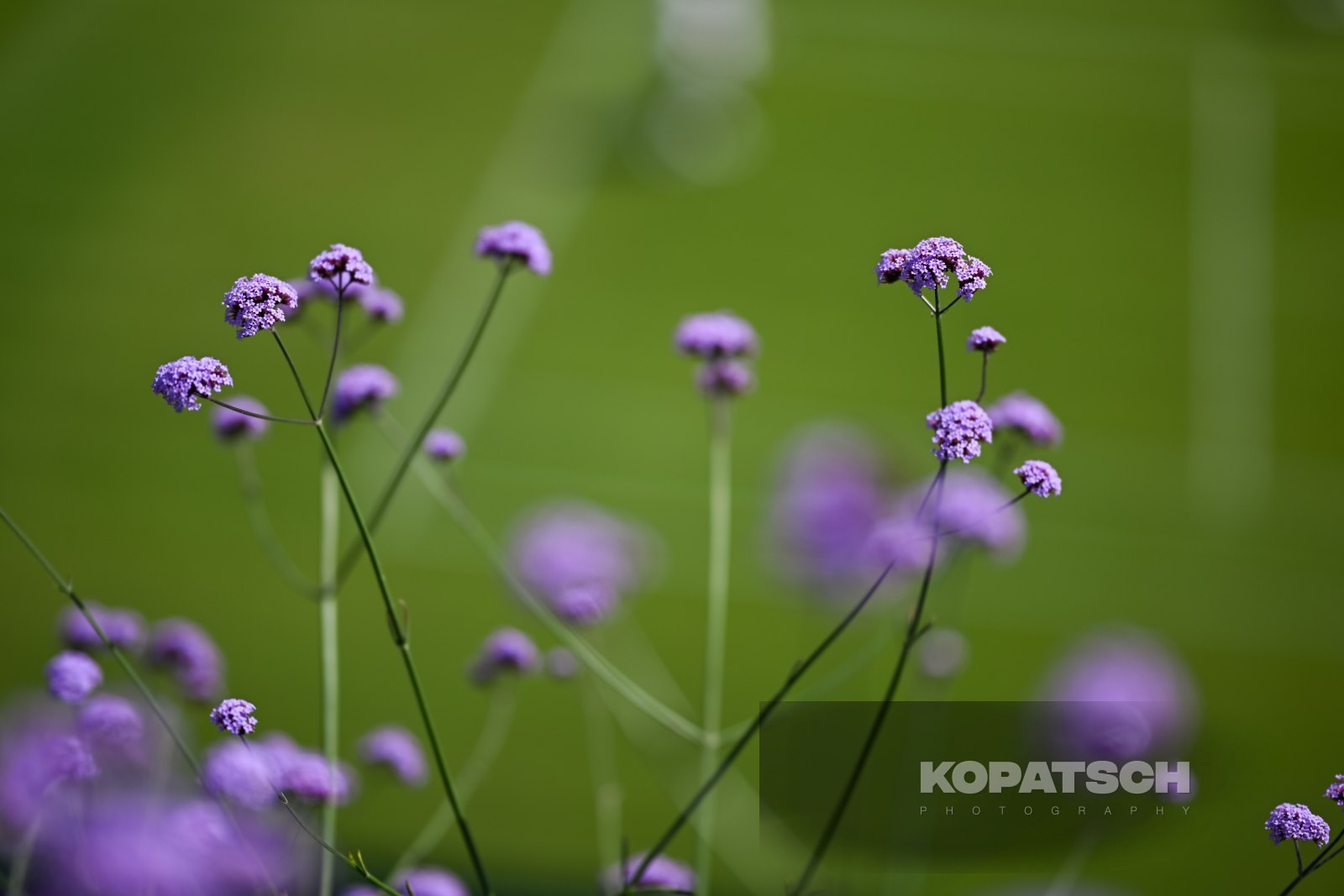 Flowers — 2026 Wimbledon