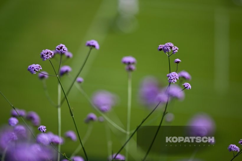 Flowers — 2026 Wimbledon