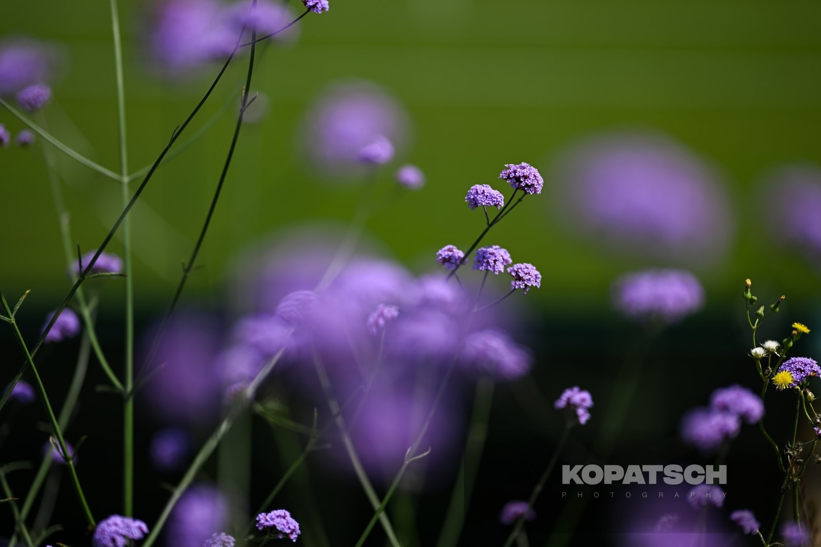 Flowers — 2026 Wimbledon