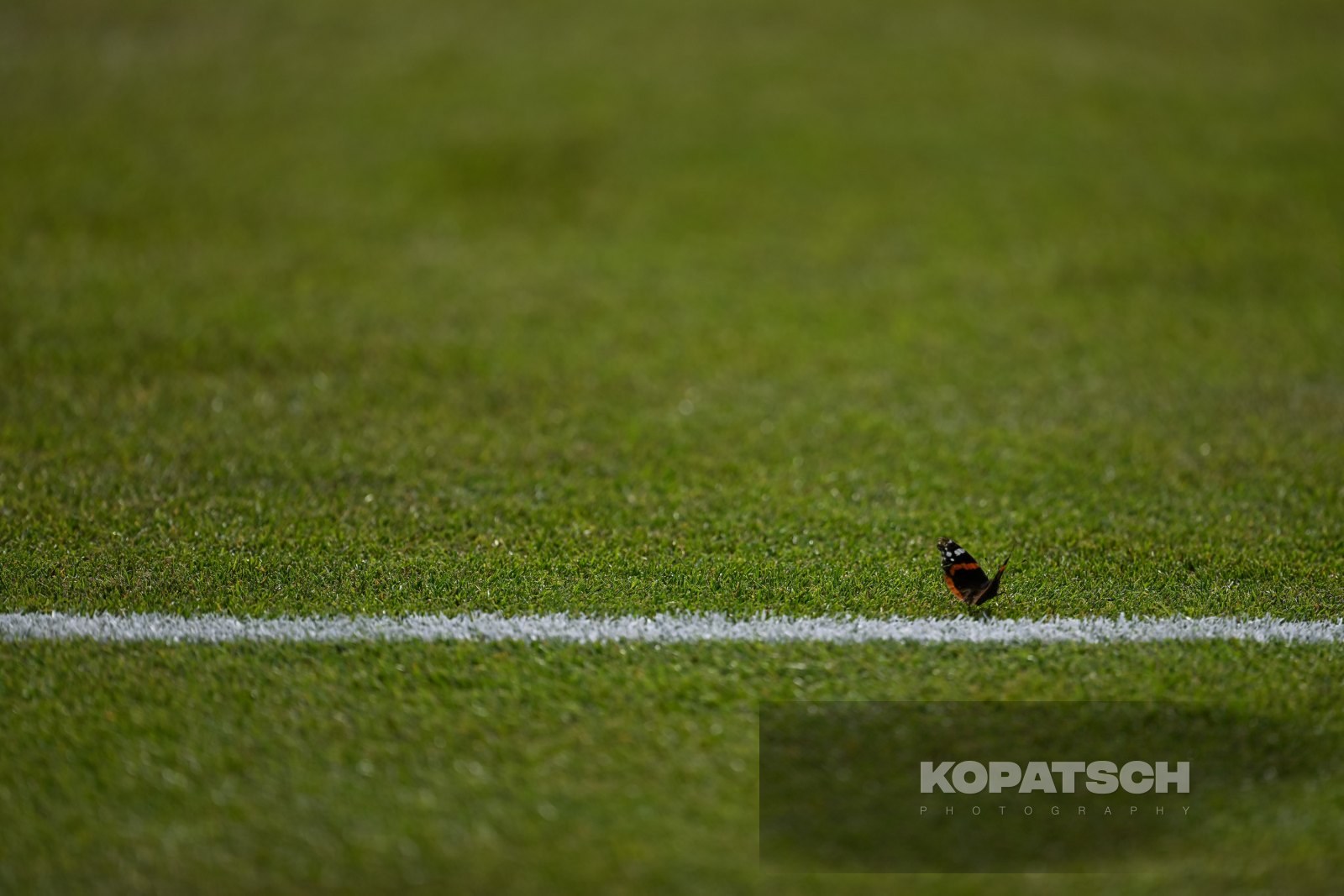 A butterfly — 2026 Wimbledon